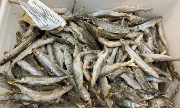 Сколько стоит корюшка в Архангельске: обзор цен