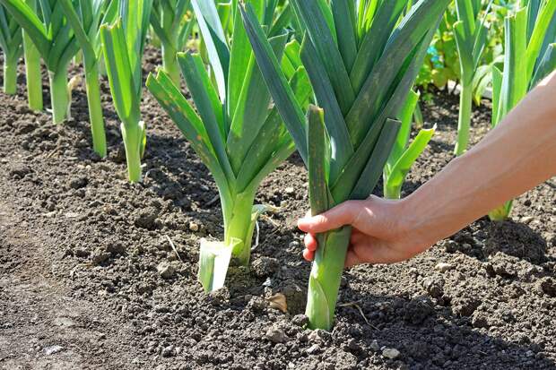 Огородник из Великобритании вырастил самый длинный лук-порей в мире
