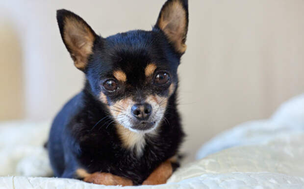 10 собак-долгожителей. Эти породы могут быть с вами 20 лет