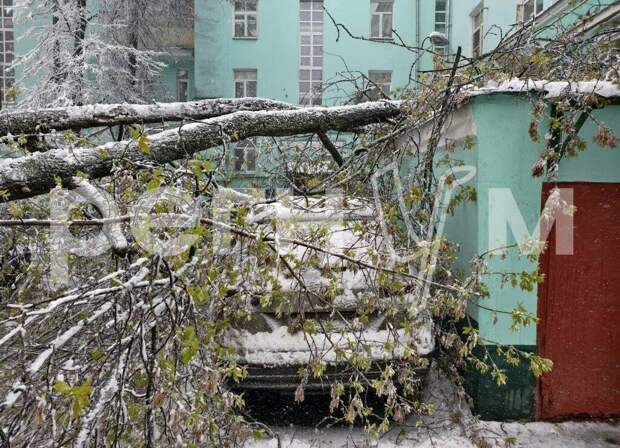 В Москве зафиксировали повреждения деревьев из-за ветра и налипшего снега