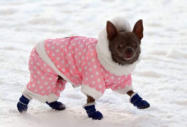 Россияне стали чаще покупать одежду для питомцев