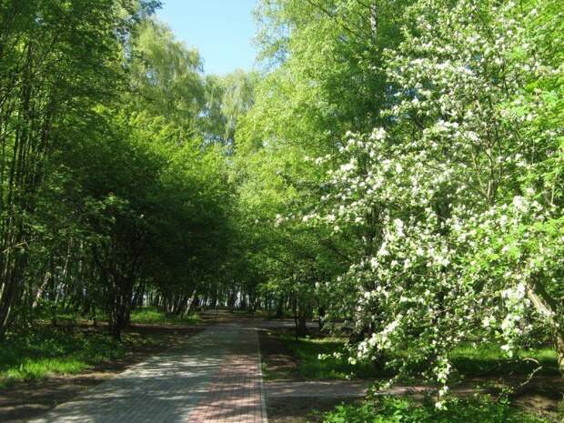 Зеленый городок Светлогорск. Калининградская область путешествия, факты, фото
