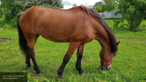 Полиция разыскивает похитителей дорогостоящей лошади из Подмосковья