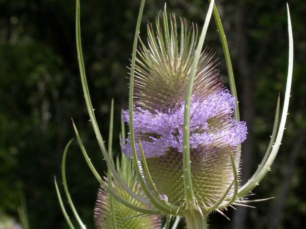 Ворсянка лесная (Dipsacus fullonum)