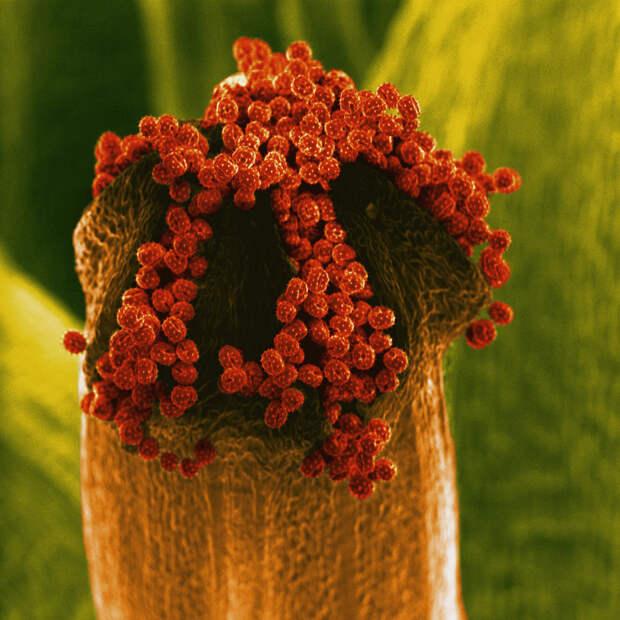 Цветы под микроскопом