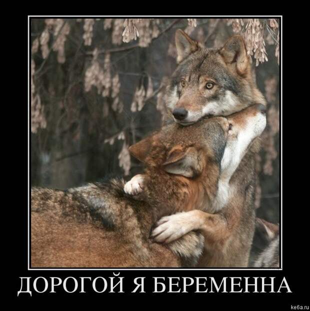 Животным смешно, а вам? (90 фото) smeshnie shivotnie 73 Животным смешно, а вам? (90 фото)