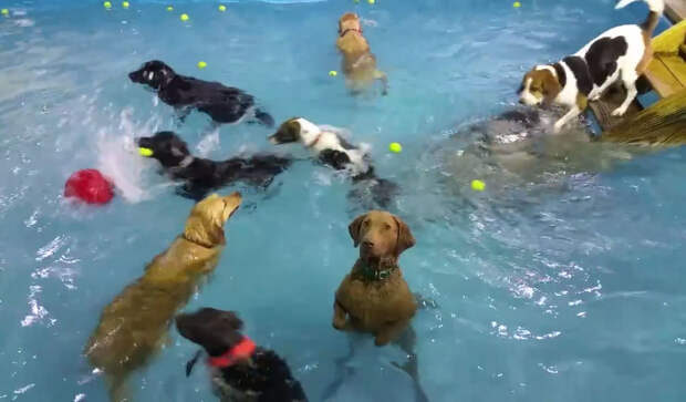 Выступление собаки в бассейне покорило соцсети