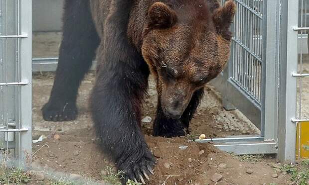 После 17 лет неволи уссурийский медведь обрел свободу Счастливый конец, дикая природа, животные, зоозащитники, обретший свободу, освобождение, свободу животным, уссурийский медведь
