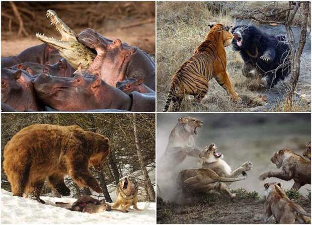 Бой в дикой природе животные, коты