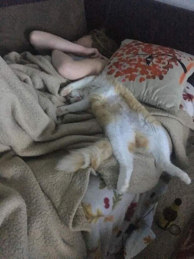 Gf Got Drunk And Adopted A Cat... She