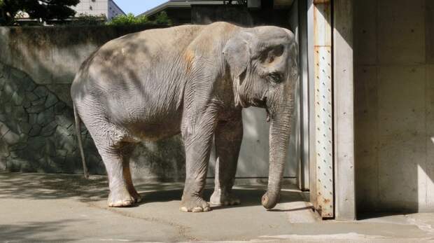 Самая печальная слониха в мире умерла после 60 лет, проведенных в клетке Ханако, животные, зоопарк, слон, япония