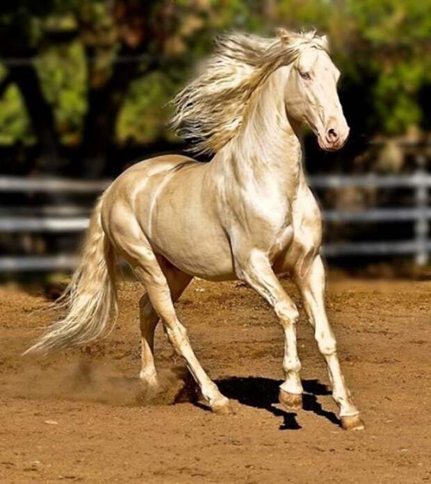 Ахал-Теке: одна из самых красивых лошадей в мире (5 фото + 1 видео) 