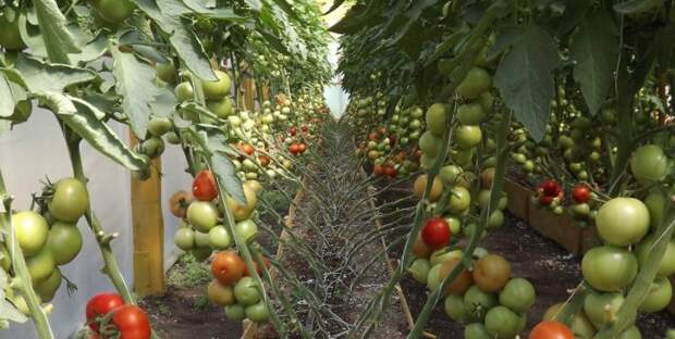 Самая ранняя уборка тепличных томатов предполагает использование скороспелых и ультраскороспелых сортов