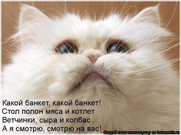 Котоматрица: Какой банкет, какой банкет! Стол полон мяса и котлет Ветчинки, сыра и колбас А я смотрю, смотрю на вас!