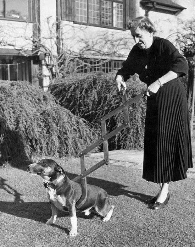 Собаколовка. Странное устройство приводило в ужас любителей животных, 1940 год.