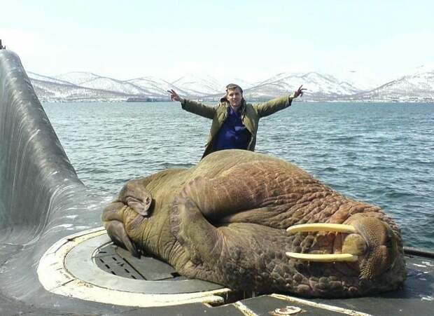 Спящий морж на подводной лодке позитив, фото, это интересно