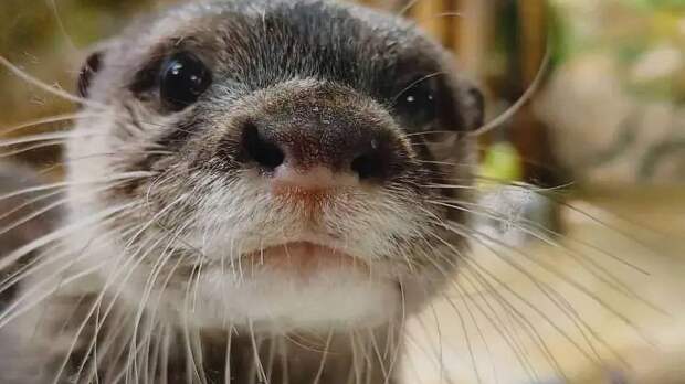 В Екатеринбургском зоопарке выбрали главного красавца