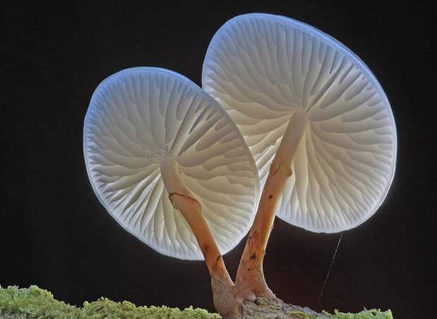 5. Фарфоровый гриб (Oudemansiella mucida) грибы, природа, факты