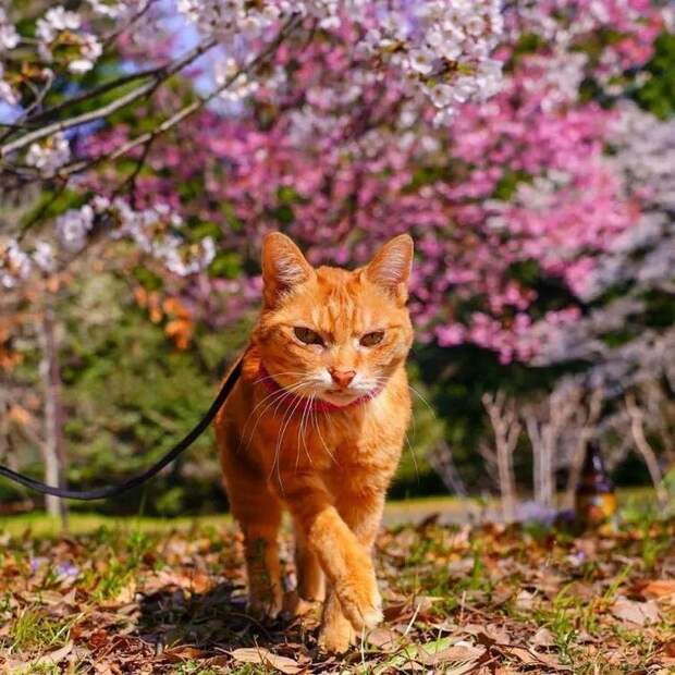 Дайкичи и Фуку-Чан - кошки, которые путешествуют вместе со своим хозяином в мире, домашний питомец, животные, кошки, люди, природа, путешествие