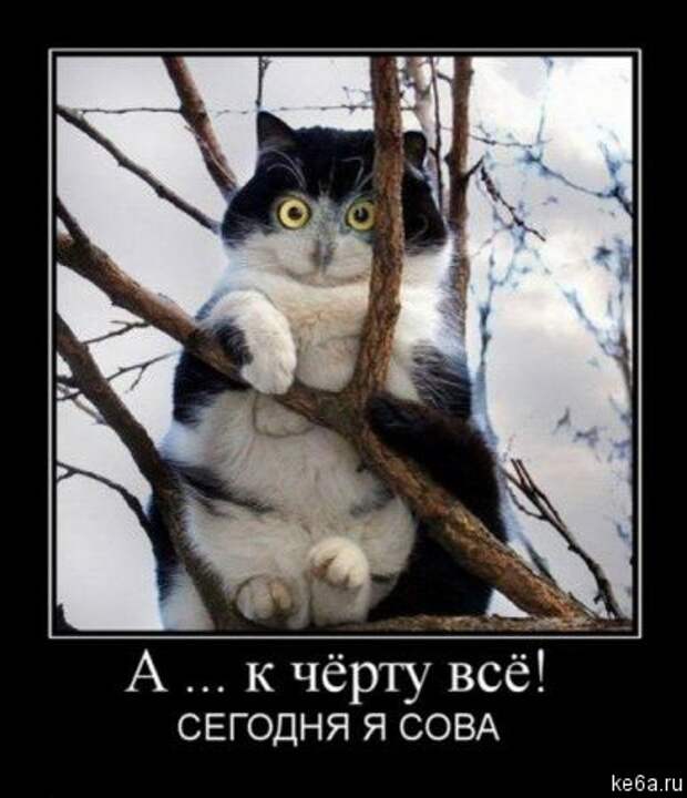 Животным смешно, а вам? (90 фото) smeshnie shivotnie 86 Животным смешно, а вам? (90 фото)