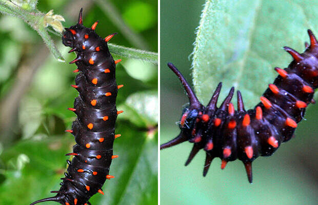 Черная бабочка (Pipevine Swallowtail Caterpillar) Черная бабочка (Pipevine Swallowtail Caterpillar)