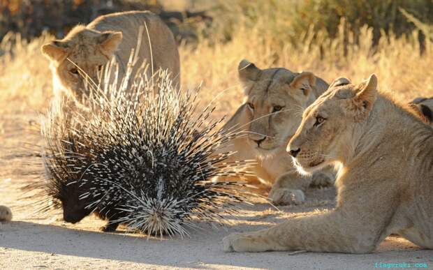 Стая гордых львов лицом к лицу встретилась с дикобразом в пустыне Калахари, Южная Африка. 
