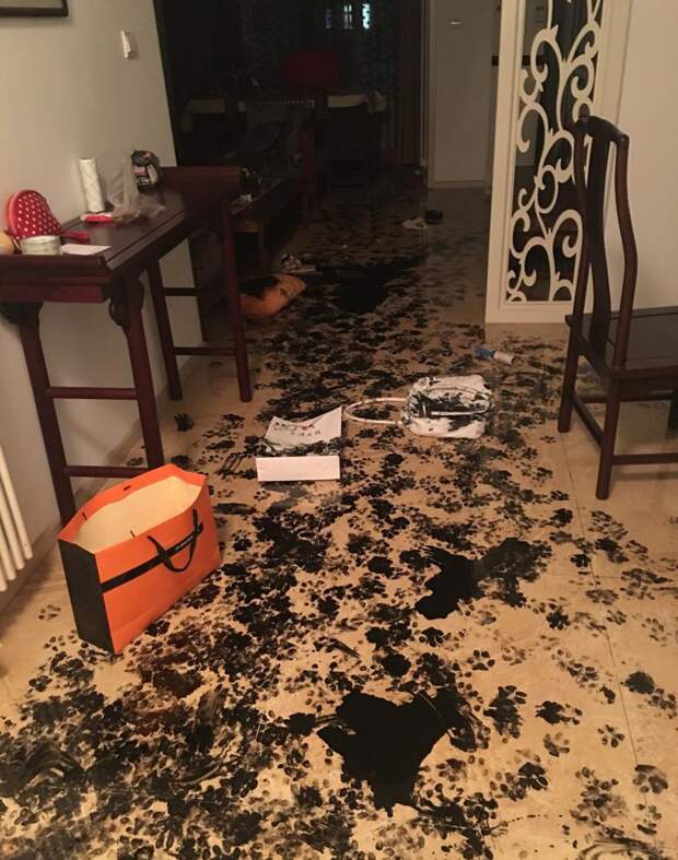 Когда собака заскучала Когда собака заскучала животные, собака