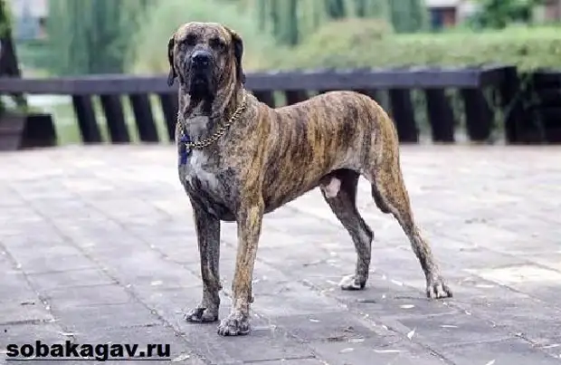 Фила бразилейро собака. Описание, особенности, уход и цена породы