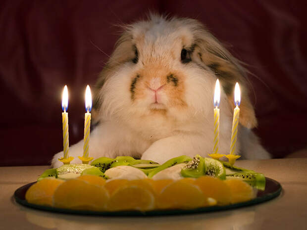pets-that-have-better-birthday-parties-than-you-66-570f38408cd3a__700