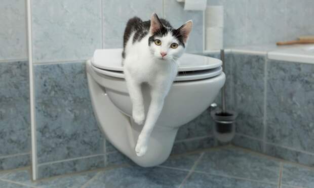 Плюс еще одна фобия: в каком случае после похода в туалет может случиться инсульт