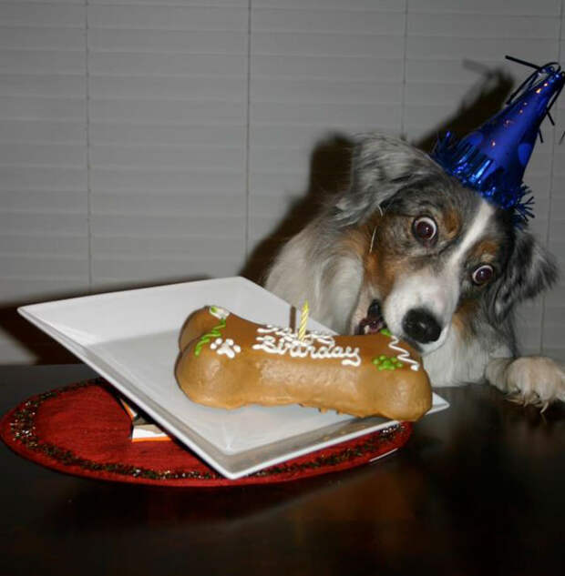 pets-that-have-better-birthday-parties-than-you-61
