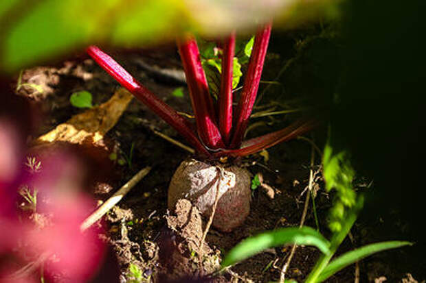 Врач рассказала, кому нельзя есть свеклу