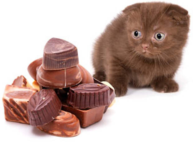 https://www.cathealth.com/images/cats_and_chocolate_cat_health.jpg