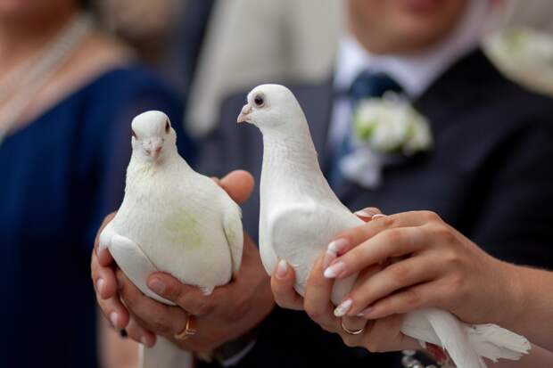 Братья-близнецы женились на сестрах-близнецах на глазах у дядей-близнецов