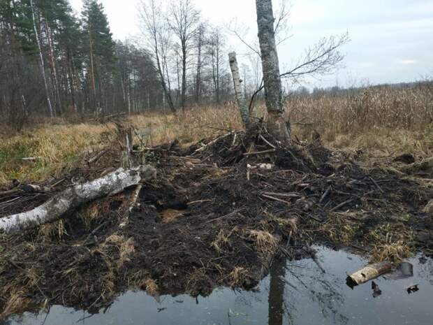 В Рязанской области медведь устроил погром в лесу: разодрал дерево и разрушил бобровую хатку