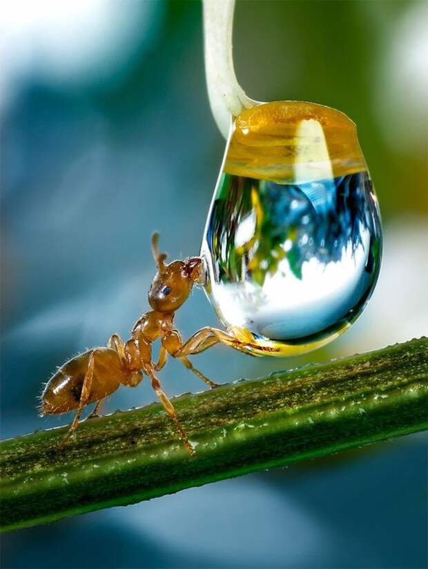 Сознательное потребление: Как отпугнуть муравьев с помощью натуральных ингредиентов?