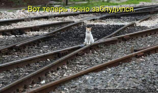 Лучшие котоматрицы недели (50 фото)