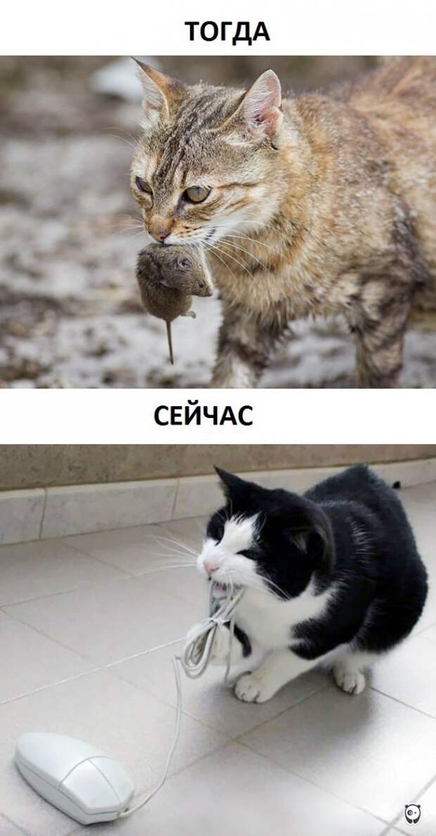 Как изменилась жизнь котов с появлением современных технологий животные, прикол