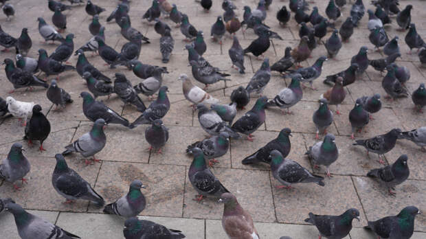 Юрист предупредила россиян о штрафах за кормление голубей во дворе