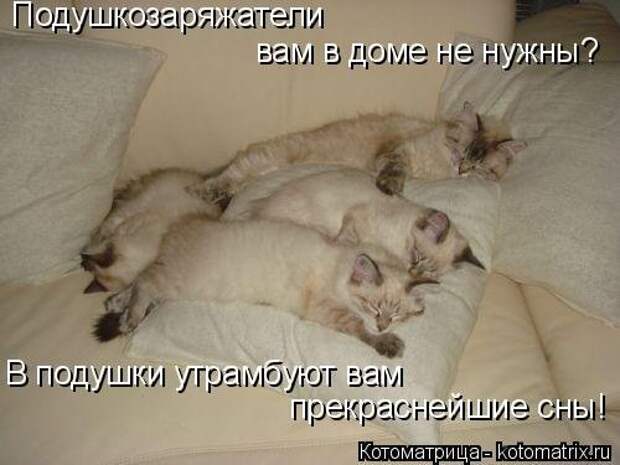 Свежая котоматрица (22 шт)