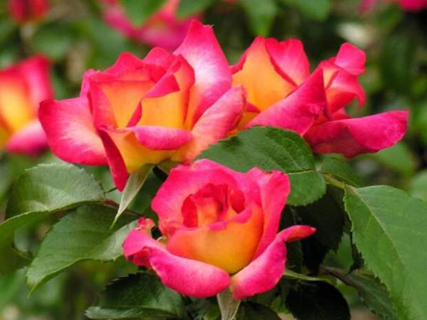 Обои цветы, розы скачать обои для рабочего стола,картинки на рабочий стол,заставки,изображения из раздела Цветы Розы