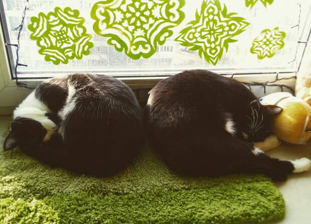 два кота спят рядом