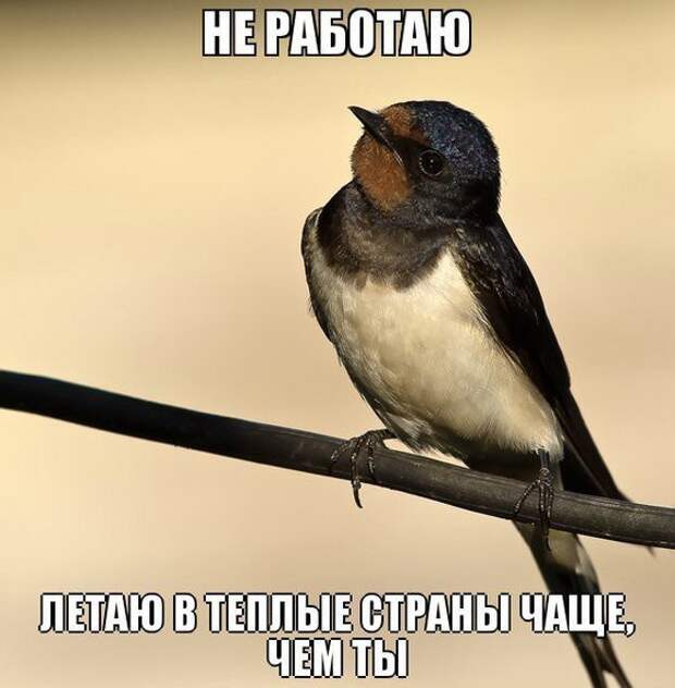 Смешные картинки с надписями Смешные картинки с надписями демотиваторы, прикол, юмор