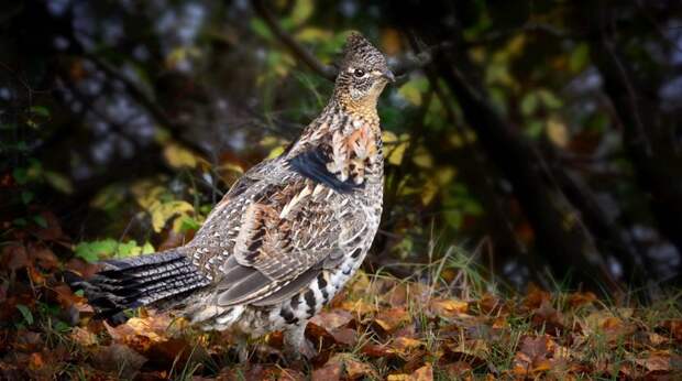 Весенняя охота 2026: утки и тетерева разрешены в двух зонах Карагандинской области