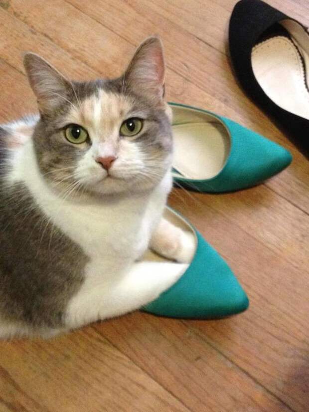 Кошки и обувь коты, обувь, фото