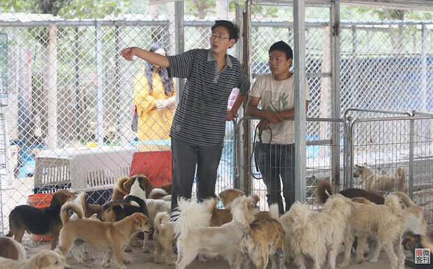 Хранитель собак: Как обычный парень смог помочь более 700 собакам