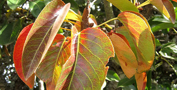 Покраснения листьев груши из-за избытка влаги