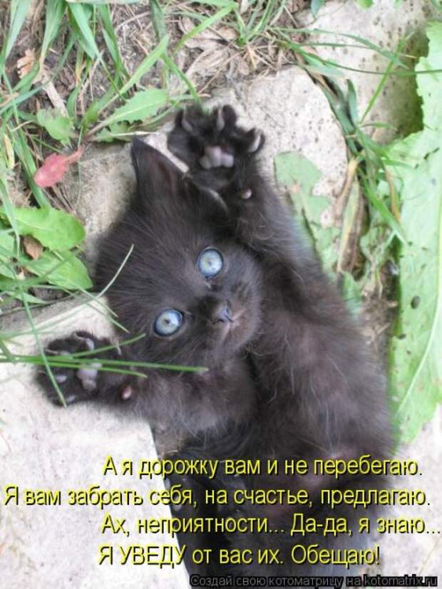 Свежая котоматрица для всех (33 фото)