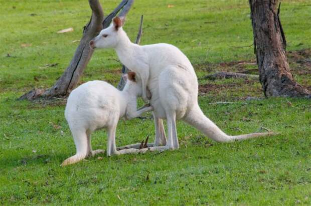 Кенгуру альбинос австралия, альбинос, животные, кенгуру, природа, факты