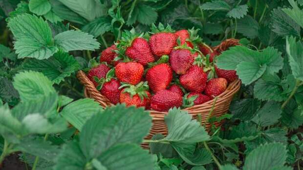 Секрет: как сделать клубнику сладкой, как мед